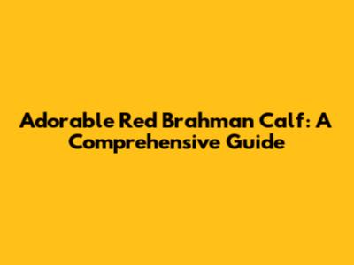 Adorable Red Brahman Calf: A Comprehensive Guide