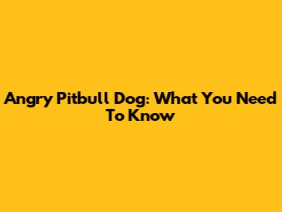 Angry Pitbull Dog: What You Need To Know