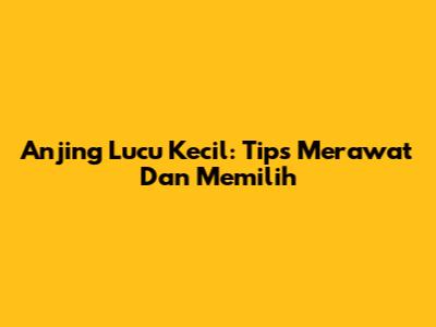 Anjing Lucu Kecil: Tips Merawat Dan Memilih