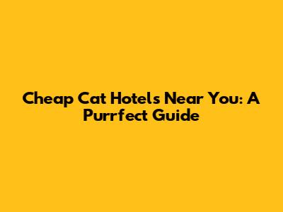 Cheap Cat Hotels Near You: A Purrfect Guide
