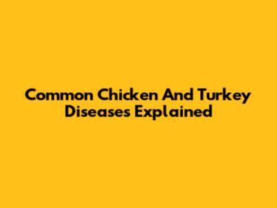 Common Chicken And Turkey Diseases Explained