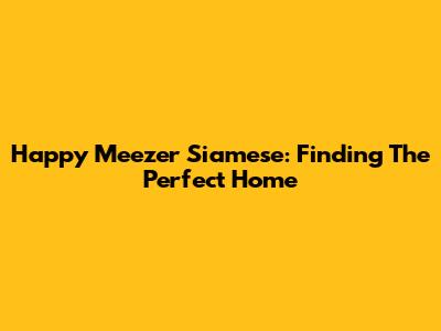 Happy Meezer Siamese: Finding The Perfect Home