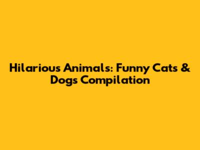 Hilarious Animals: Funny Cats & Dogs Compilation