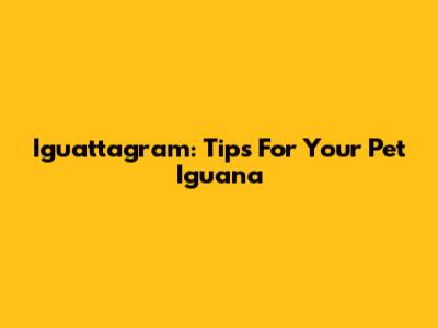 Iguattagram: Tips For Your Pet Iguana