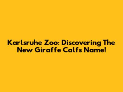 Karlsruhe Zoo: Discovering The New Giraffe Calf's Name!