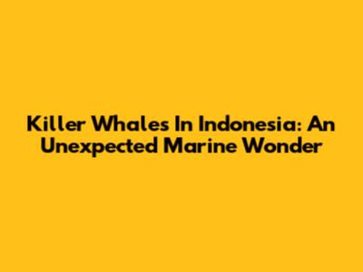 Killer Whales In Indonesia: An Unexpected Marine Wonder