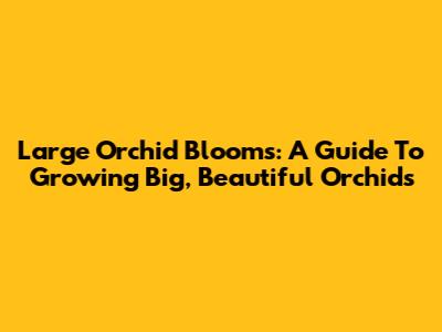 Large Orchid Blooms: A Guide To Growing Big, Beautiful Orchids