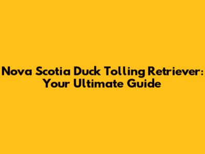 Nova Scotia Duck Tolling Retriever: Your Ultimate Guide