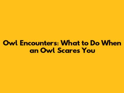 Owl Encounters: What to Do When an Owl Scares You