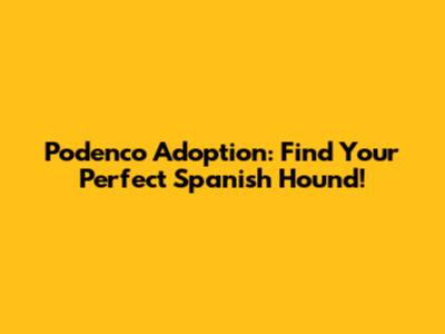 Podenco Adoption: Find Your Perfect Spanish Hound!