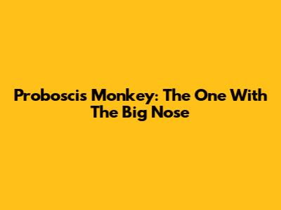 Proboscis Monkey: The One With The Big Nose