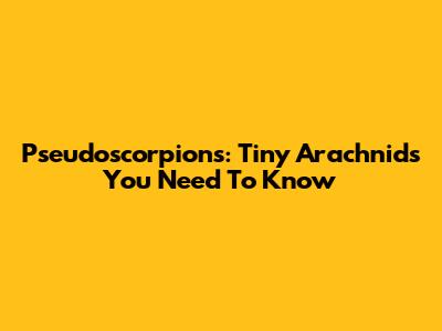 Pseudoscorpions: Tiny Arachnids You Need To Know