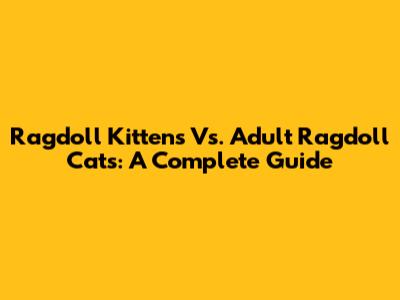 Ragdoll Kittens Vs. Adult Ragdoll Cats: A Complete Guide