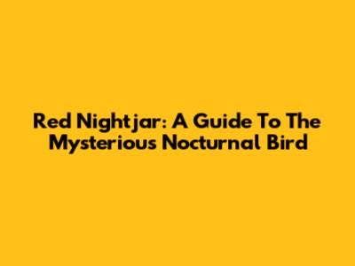 Red Nightjar: A Guide To The Mysterious Nocturnal Bird