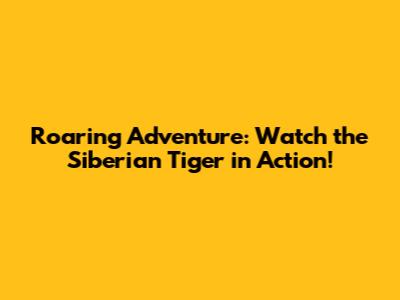 Roaring Adventure: Watch the Siberian Tiger in Action!