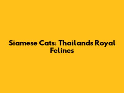 Siamese Cats: Thailand's Royal Felines