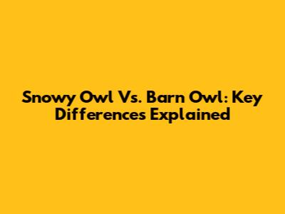 Snowy Owl Vs. Barn Owl: Key Differences Explained