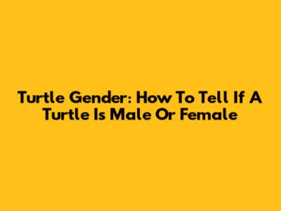 Turtle Gender: How To Tell If A Turtle Is Male Or Female