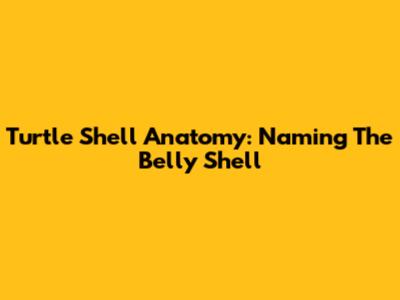 Turtle Shell Anatomy: Naming The Belly Shell